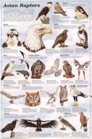 Avian Raptors Birds Of Prey Educational Science Chart Poster