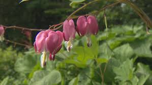 Common Poisonous Plants In N L Gardens