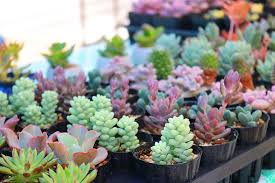 List Of Indoor Succulent Plants How To