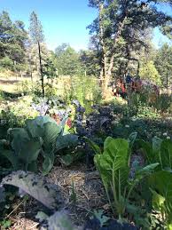 top 5 ways permaculture your garden