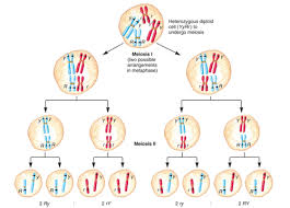 u3l4 meiosis flashcards quizlet
