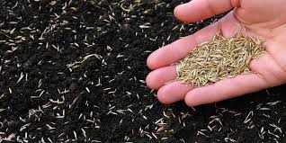How To Sow Grass Seed