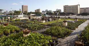 Rooftop Gardening Is Catching On In