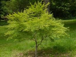 Japanese Maple Tree Acer Palmatum