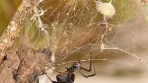 Male and juvenile black widows of both sexes have smaller brown bodies and white markings. Black Widow Appearance Species Bite Britannica