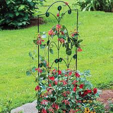 Trellis For Small Climbers At Spring