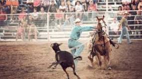 do-rodeos-hurt-horses