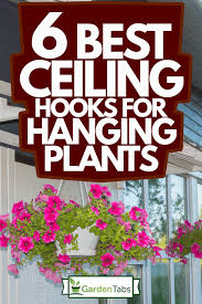 6 Best Ceiling Hooks For Hanging Plants