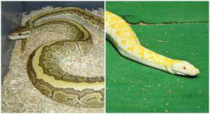 best ball python substrate aspen