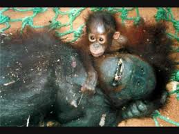 Bildergebnis für animal extinction palm oil