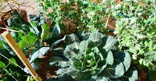 Economical Vegetable Gardening