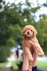 What Age Do Poodles Stop Growing