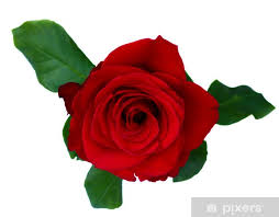 sticker one red rose pixers hk
