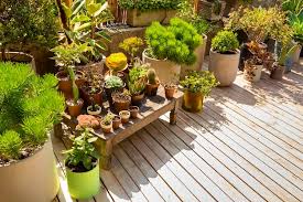Beautiful Arrangement Of Plants In