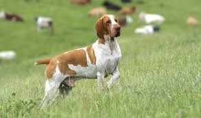 Definition of italiano in the definitions.net dictionary. Bracco Italiano Breed Information