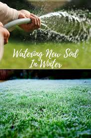 Depending on your climate and the time of year, this may mean watering several times each day. Watering New Sod In Winter Winter Lawn Care Winter Lawn Watering Grass