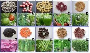 natural vegetable seeds 100 organic