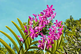 bali orchid garden why to visit