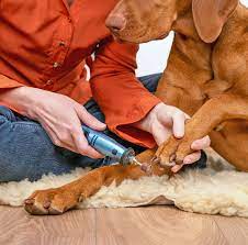 what are the best dog nail clippers