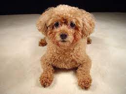 miniature poodle dog breed health
