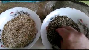 Vermiculite is a solid choice for gardening in containers because of its high level of water retention. Vermiculit Fur Pflanzen Wofur Und Wie Wird Es Angewendet Site Uber Den Garten Ferienhaus Und Zimmerpflanzen