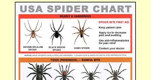 33 Exhaustive Brown Spider Identification Chart