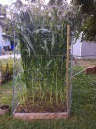 Sweet Corn Square Foot Gardening