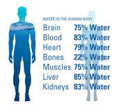 Image result for 60% is the proportion of water to total body weight in a normal person