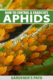 how to control and eradicate aphids