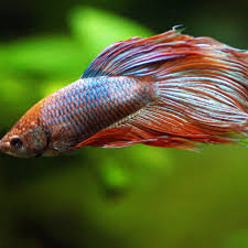 how long do betta fish live and how