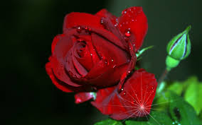 red rose flowers wallpapers free