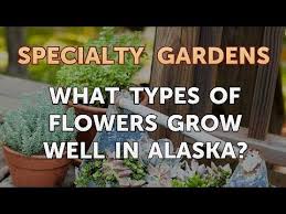 Flowers Grow Well In Alaska