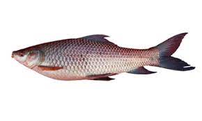 rohu fish information apni kheti