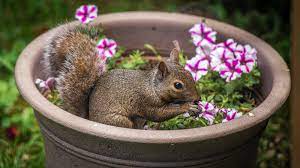 How to keep squirrels out of potted plants | Real Homes