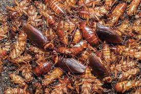 getting rid of roaches in your home