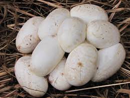 How To Identify Snake Eggs Properly