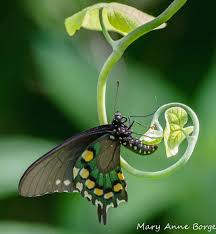 If you would like to attract swallowtails to your garden you can do a few things to bring them near. Pipevine Swallowtail Butterflies And Their Host Dutchman S Pipevine The Natural Web