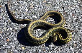 garter snake description habitat