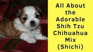 Shih tzu chihuahua mix temperament. All About The Adorable Shih Tzu Chihuahua Mix Shichi Youtube