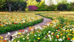 Peyzaj Nedir,Bahçe Düzenlemesi Nasıl Yapılır | YEDİGÜN