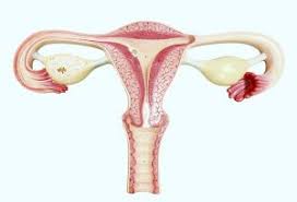 Uterus In Pregnancy Functions Position Size More