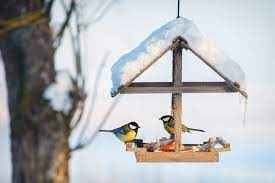 how and what to feed your garden birds