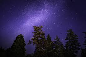 stars trees night sky wallpaper