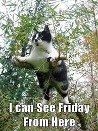 Check spelling or type a new query. Lolcats Friday Lol At Funny Cat Memes Funny Cat Pictures With Words On Them Lol Cat Memes Funny Cats Funny Cat Pictures With Words On