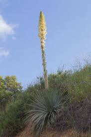 Pruning your yucca is easy. How To Grow And Care For Yucca Plants Garden Design