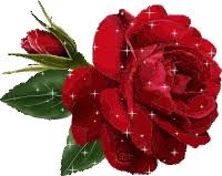 rose flowers gifs tenor