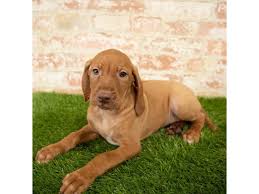 Our puppies come with a written sales agreement between dallas vizslas and the puppy. Vizsla Puppies Petland Chicago Ridge