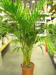 a z list of house plants common and