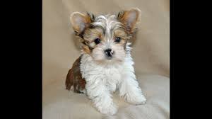 A teacup yorkie poo is a cross specifically between a yorkshire terrier and a toy poodle. What Is A Parti Yorkie Vs A Regular Yorkie 8 Weeks Old Example Pet Lover Guy