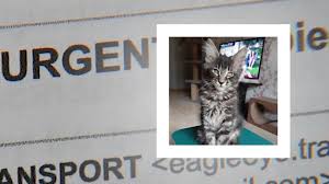 If you purchased a kitten from her with congocoons as the prefix, we urge you to. Fayetteville Woman Tricked Out Of Thousands Of Dollars Warns About Cat Scam Abc11 Raleigh Durham